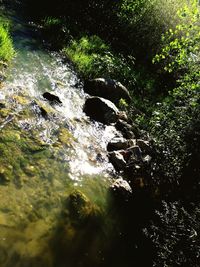 Water flowing through rocks in forest