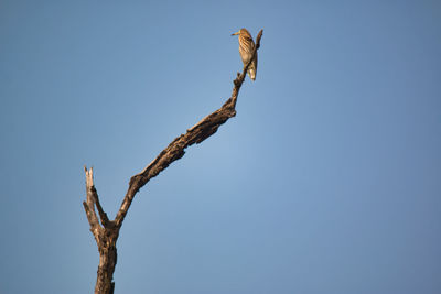 Low angle view of bird perching on bare tree against clear blue sky