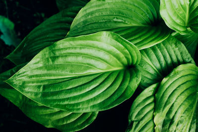 Full frame shot of fresh green leaves