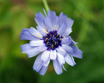 Close-up of flower blooming outdoors