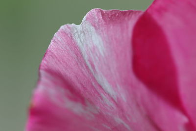 Close-up of pink rose flower