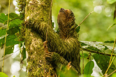 Close-up of bird perching on tree