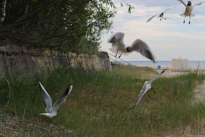 Birds flying over field