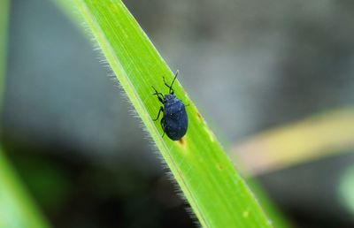 Close-up of insect on leaf