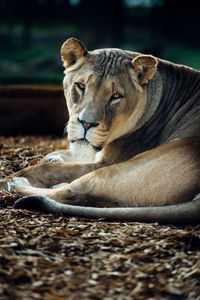 Portrait of lioness resting in forest