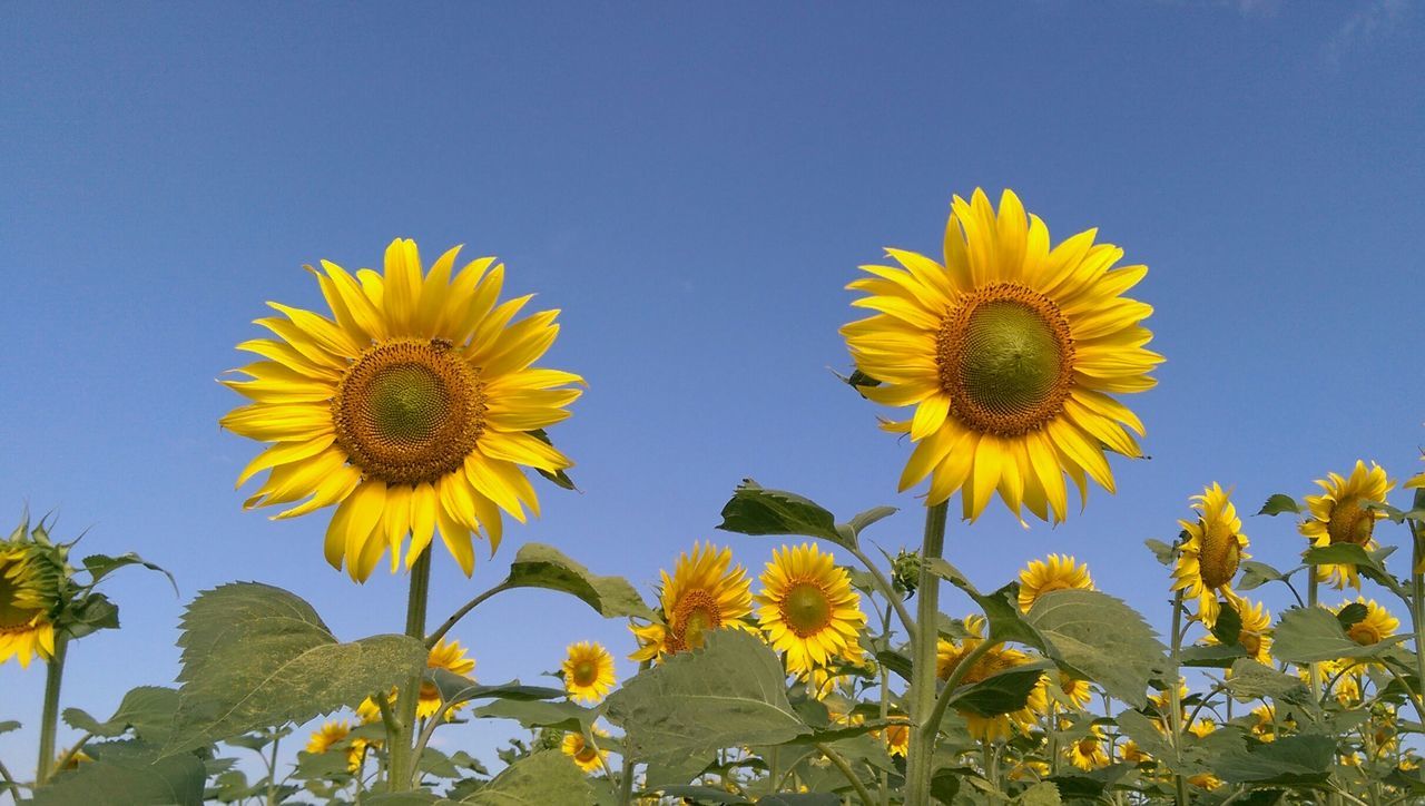 yellow, flower, freshness, fragility, sunflower, petal, growth, flower head, beauty in nature, low angle view, blue, plant, blooming, nature, in bloom, sky, day, stem, pollen, outdoors, no people, close-up, blossom, green color, botany, tranquility, focus on foreground