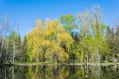 Trees by lake against sky