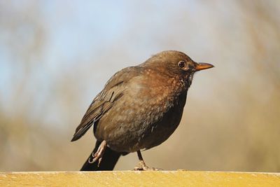 Close-up of bird perching outdoors