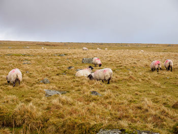 Sheep grazing in a field