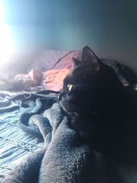 Close-up of dog relaxing on bed