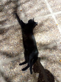 High angle view of black cat