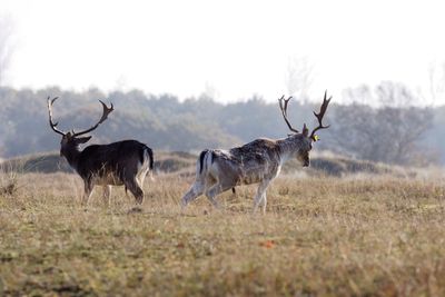 Deer on grassy field