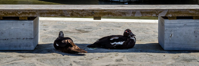 View of birds in park