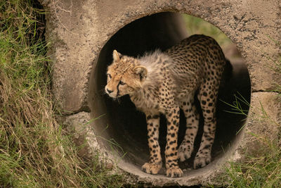 View of cheetah cub in pipe