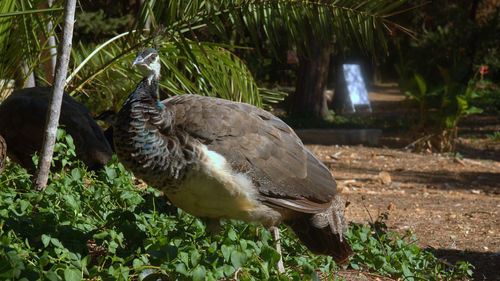 Close-up of bird perching on tree