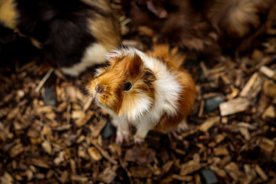 Exploratory look of a young furry guinea pig standing on its back and looking through a paddock 