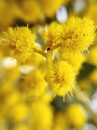 Close-up of yellow flowers