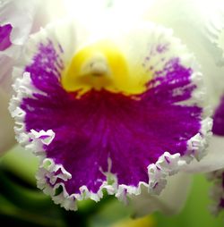 Close-up of purple flower