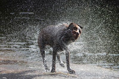 Dog splashing water