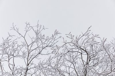 Low angle view of bare tree against clear sky