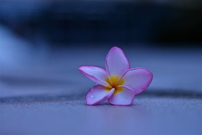 Close-up of pink flower