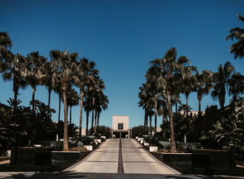 Palm trees against clear blue sky