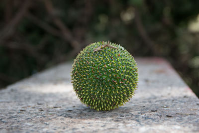 Close-up of pine fruit