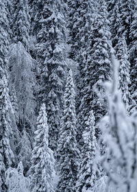 Pine trees in forest during winter