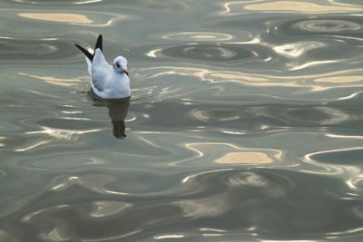 High angle view of seagull swimming in lake