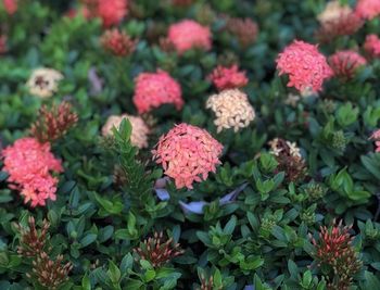 High angle view of pink flowering plants