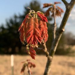 Close-up of wilted flower