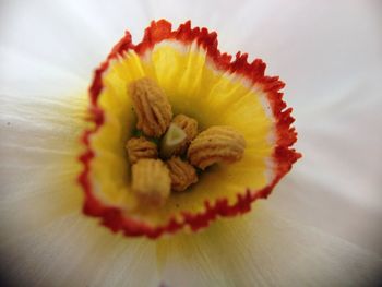 Close-up of yellow flower