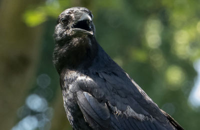 Black crow chirping.