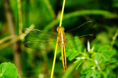 Close-up of dragonfly on stem against blurred background