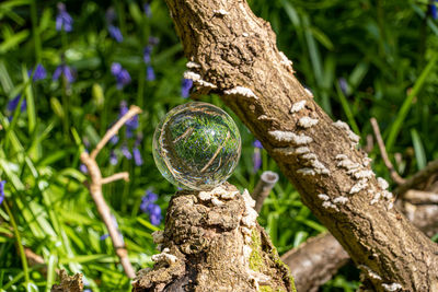 Crystal glass photo ball reflecting and magnifying upside down bluebell woods mirrored image 