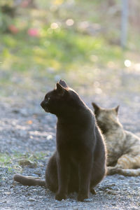 Cat sitting outdoors