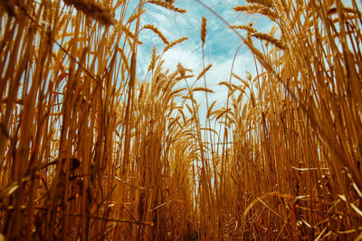 Low angle view of wheat field