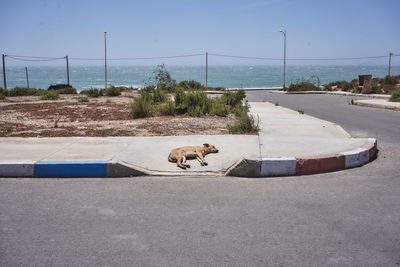 Dog relaxing on road in city