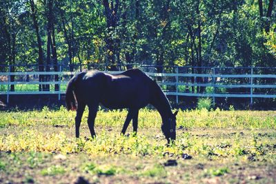 Horse grazing on field