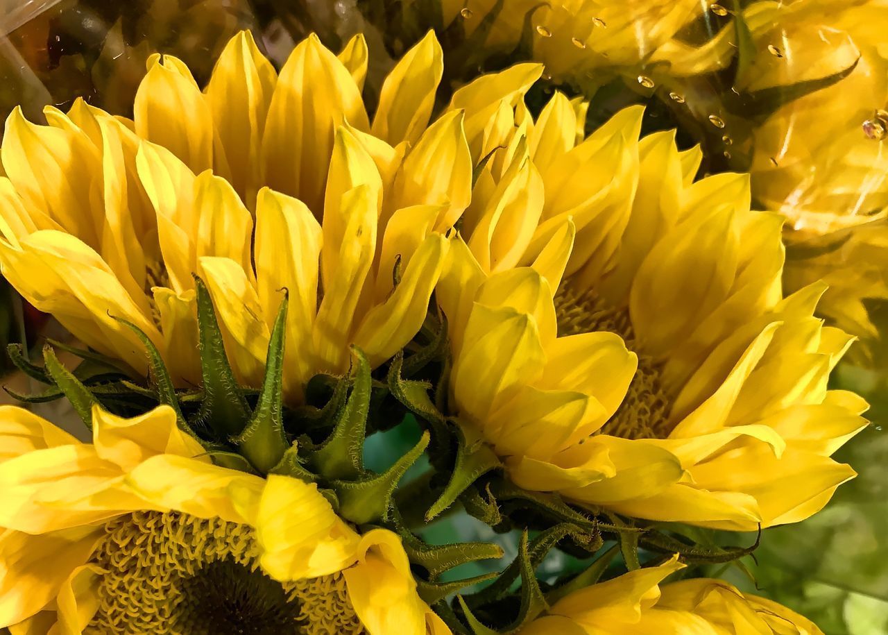 HIGH ANGLE VIEW OF YELLOW FLOWERING PLANT