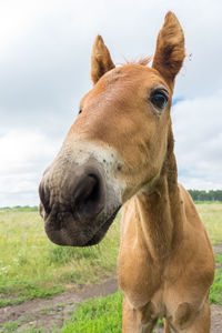 Close-up of a horse on field