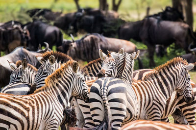 Close-up of zebra