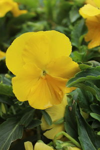 Close-up of yellow flower blooming outdoors