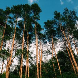 Low angle view of trees in forest