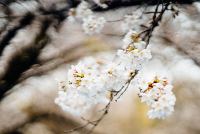 Close-up of cherry blossoms in spring