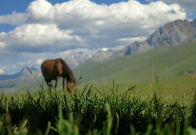 Cow grazing on field against sky