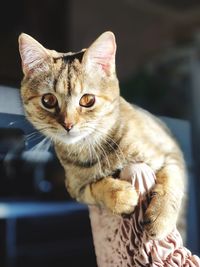 Close-up portrait of tabby cat