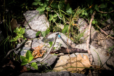 Close-up of insect on rock