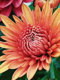 Close-up of pink flower blooming outdoors