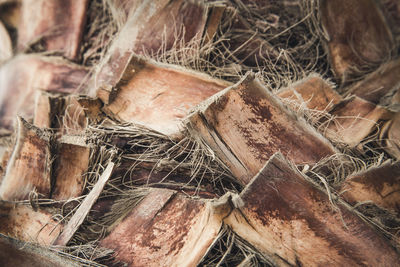 Full frame shot of dried plant